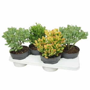 Crassula mix 17 cm.