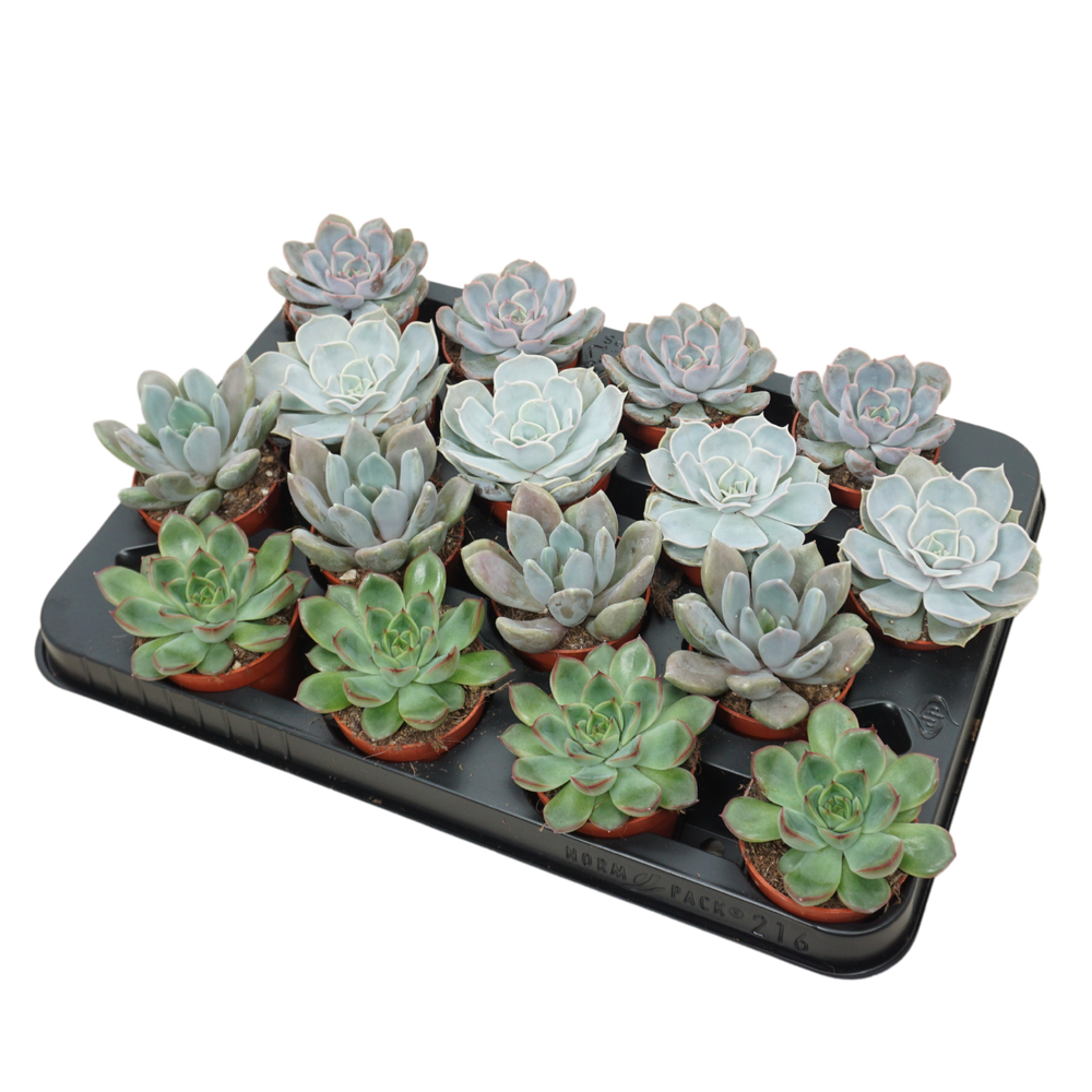Echeveria mix 7 cm.