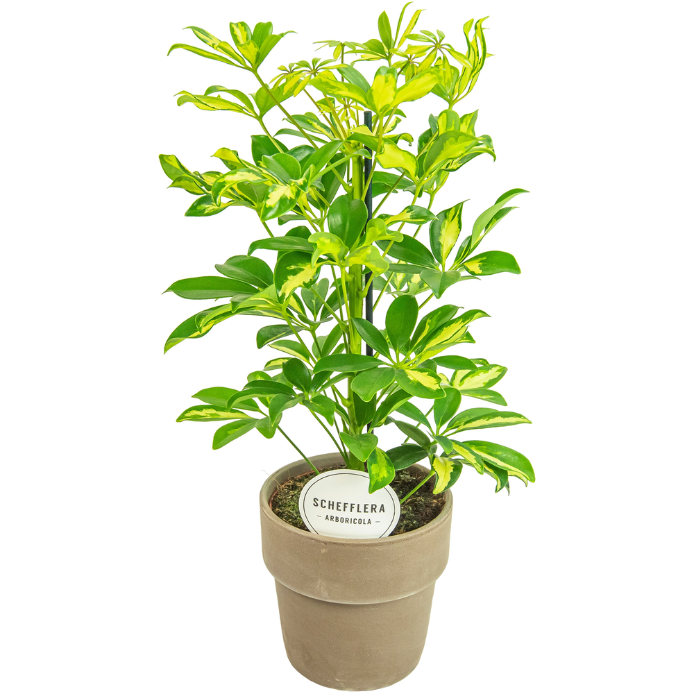 Schefflera Gerda in Terracotta Grijs.