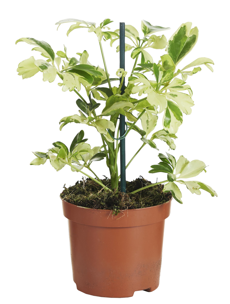 Schefflera Janine.