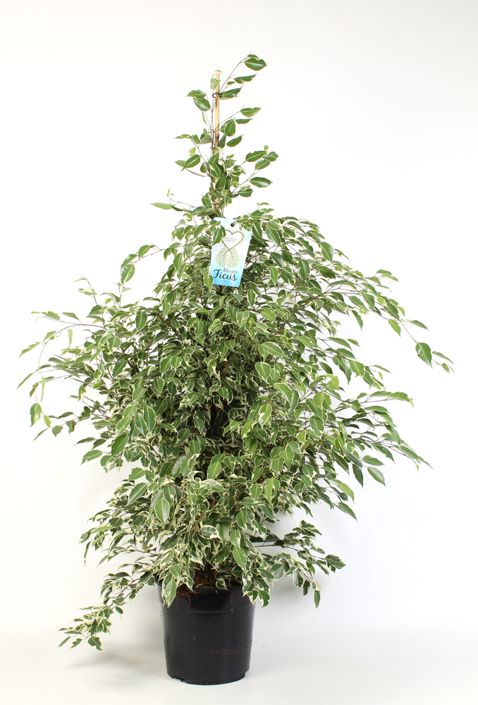 Ficus benjamina Starlight.