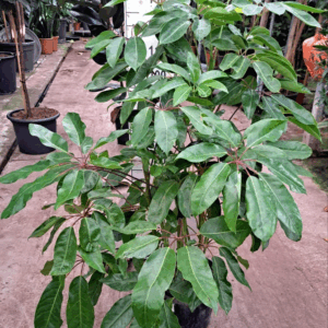 Schefflera Amate bush 160.