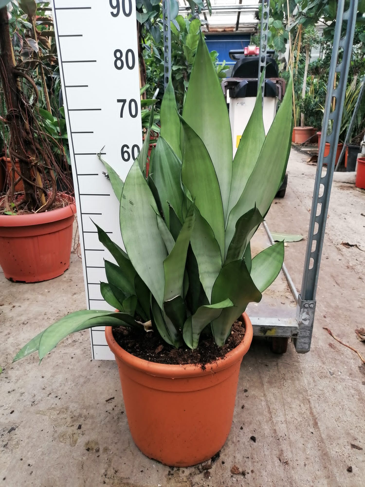Sansevieria Moonshine 70.