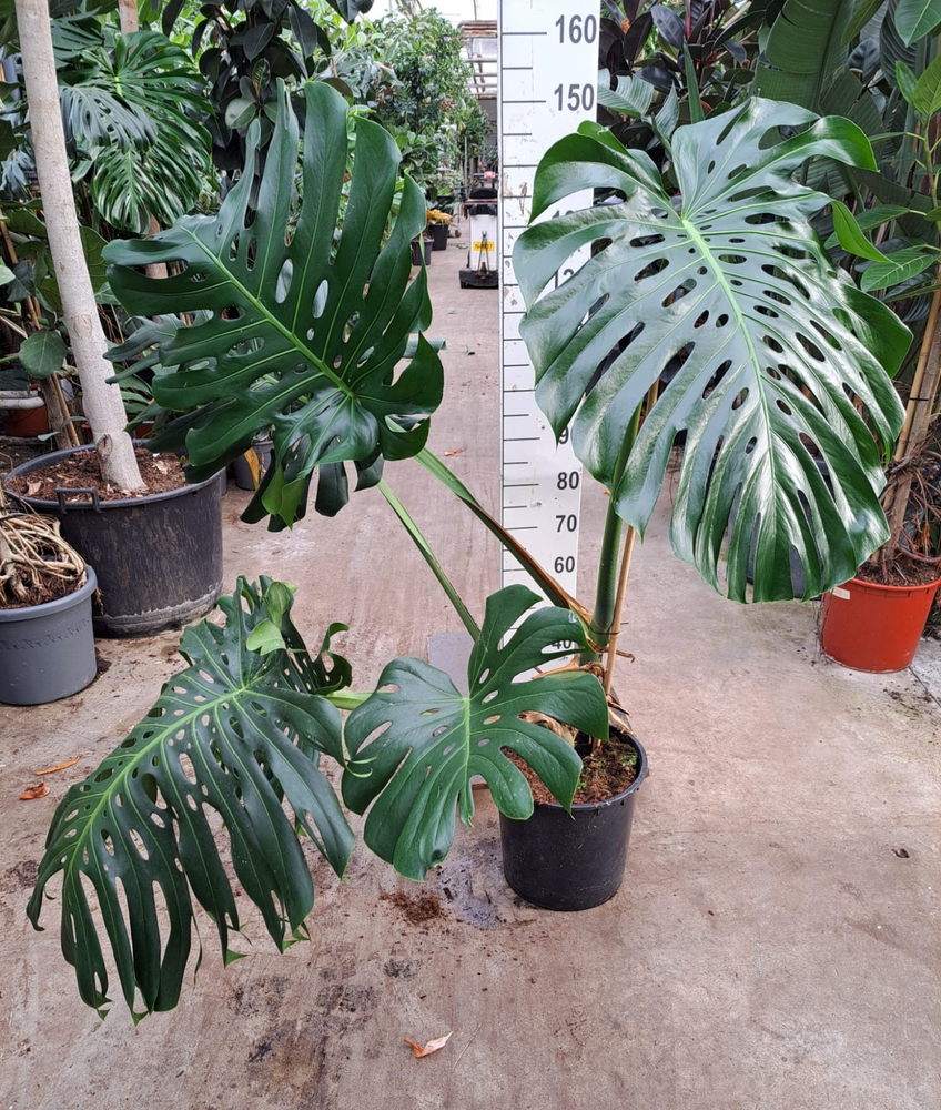 Monstera deliciosa big leaves 140.
