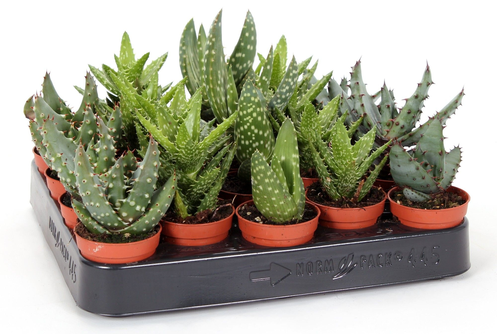 Aloe mix 5,5 cm.