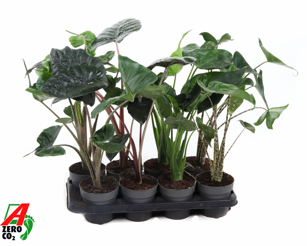 Alocasia mix 14cm (NO GAP).