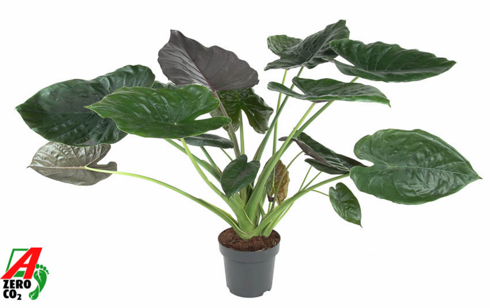 Alocasia Wentii (NO GAP).