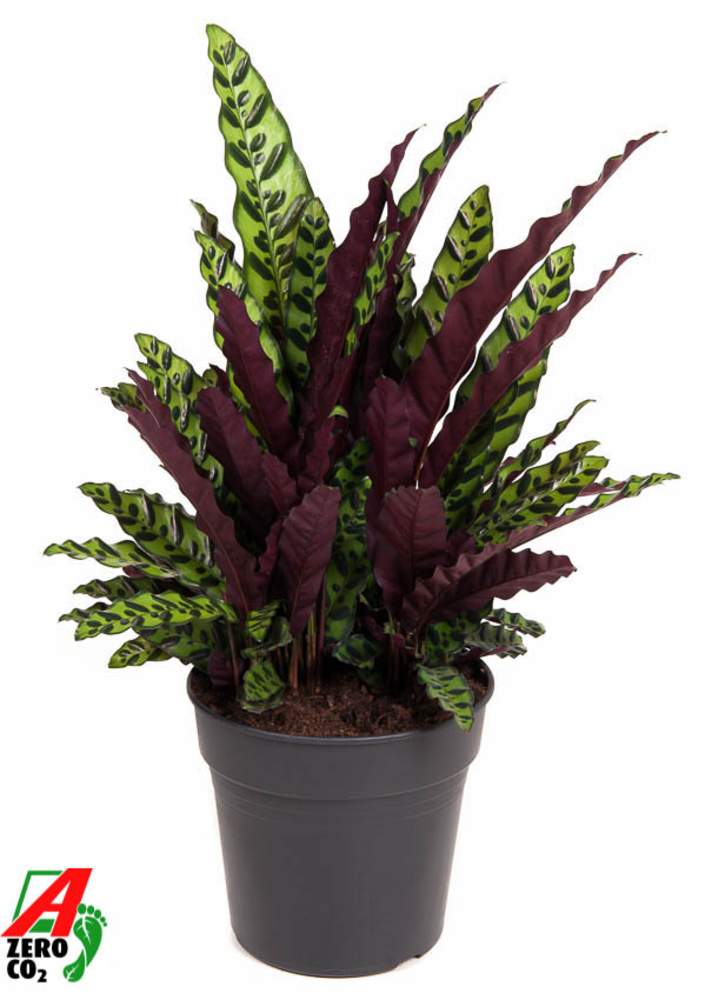 Calathea Lancifolia.