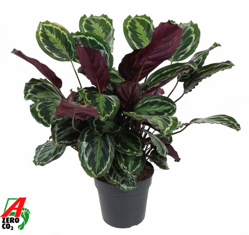 Calathea Medaillon.