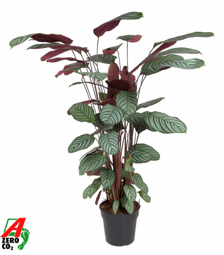Calathea Oppenheimiana.