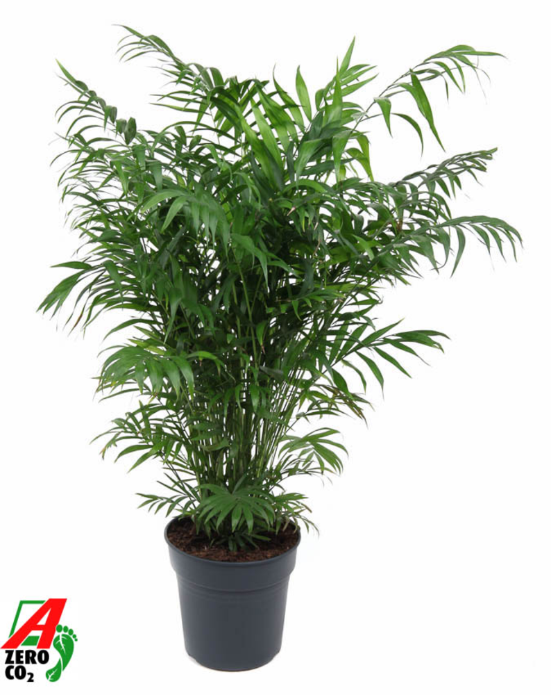 Chamaedorea Elegans P24.
