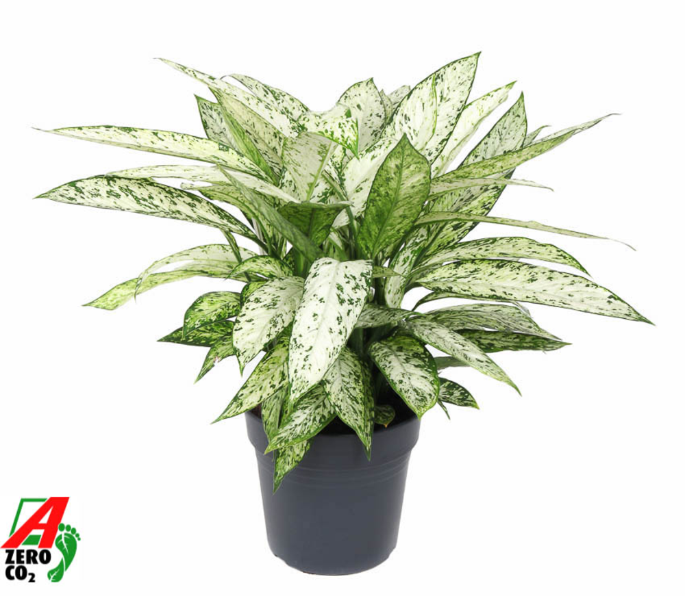Dieffenbachia Vesuvius P27.