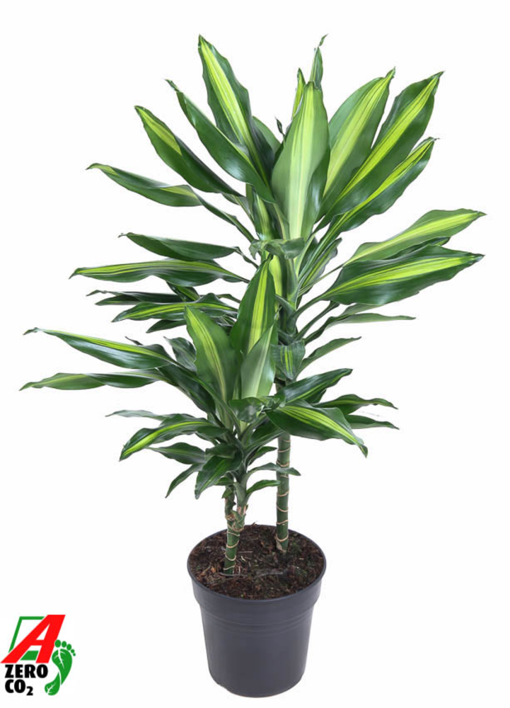 Dracaena Cintho 30-10.