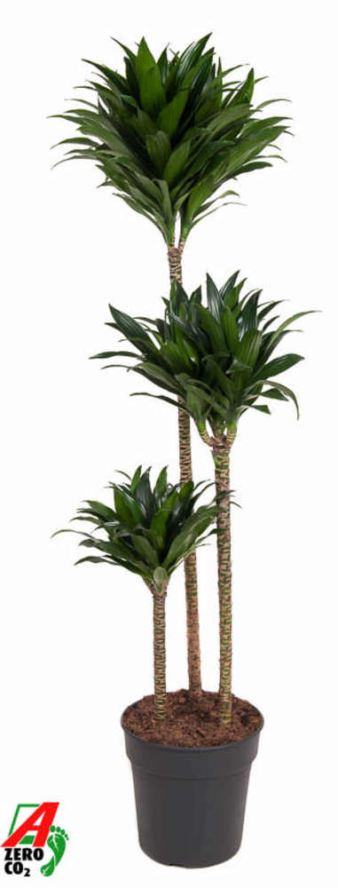 Dracaena Compacta 90-60-30.