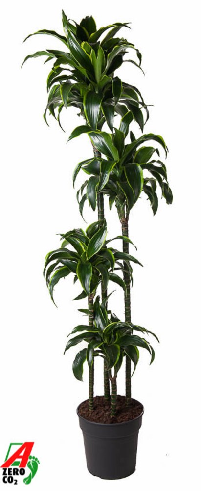 Dracaena Dorado 120-90-60-30.