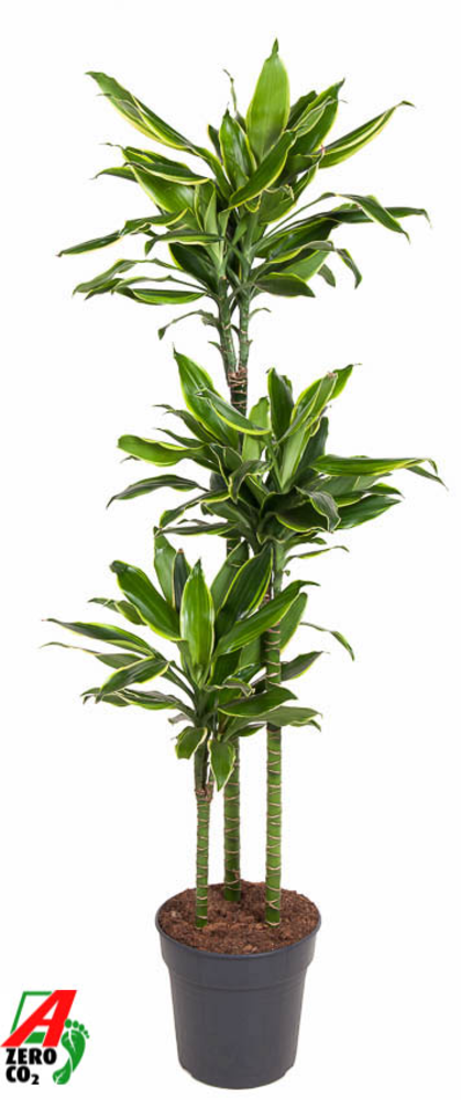 Dracaena Gold Coast 90-60-30.