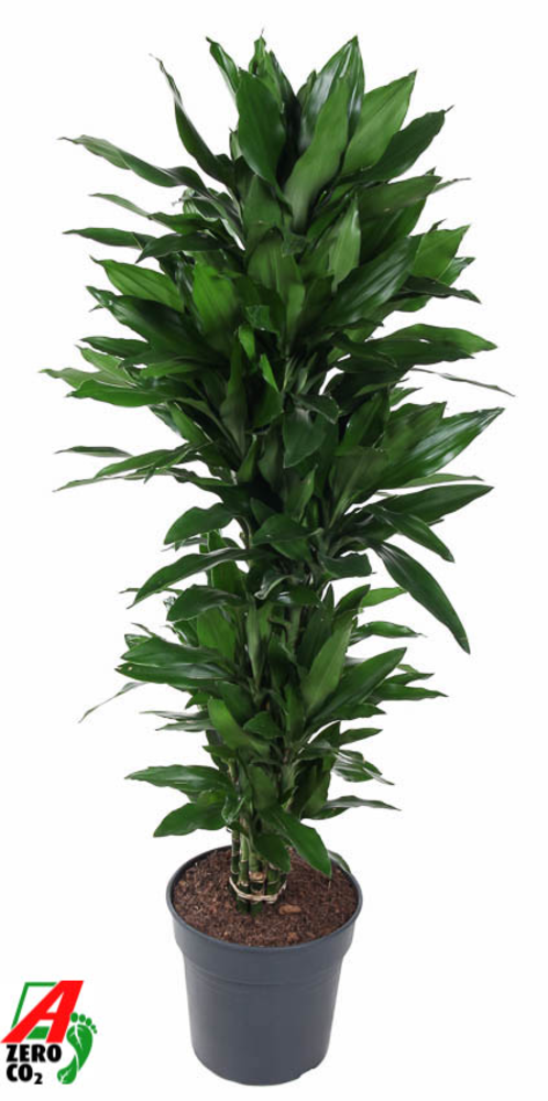 Dracaena Janet Lind vertakt P31.