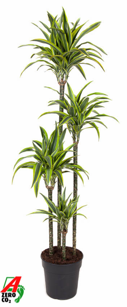 Dracaena Lemon Lime 120-90-60-30.