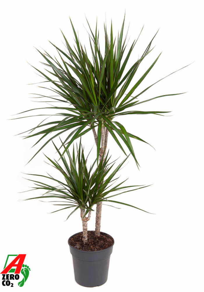 Dracaena Marginata 45-15.