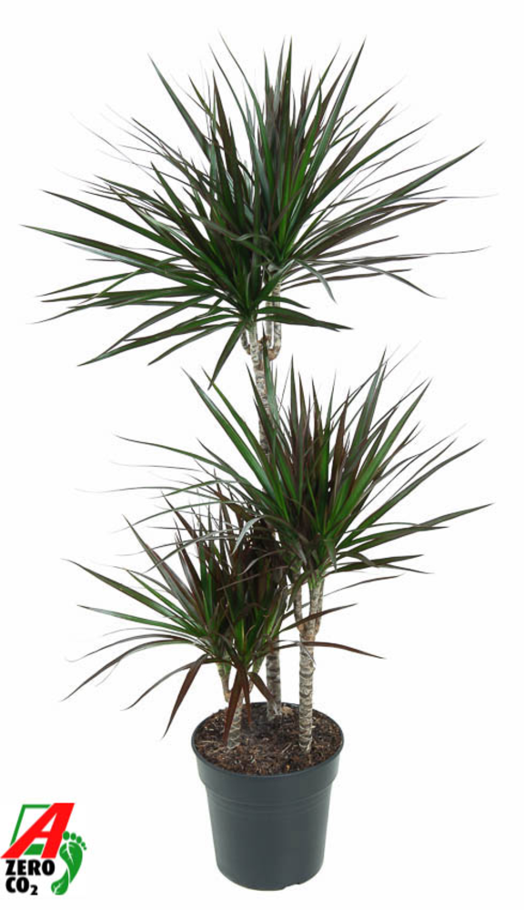Dracaena Magenta 60-30-15.