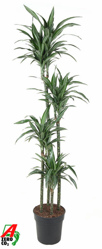Dracaena Ulises 120-90-60-30.