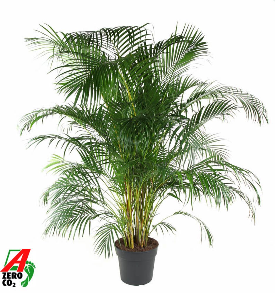 Dypsis Lutescens(Areca) P34.