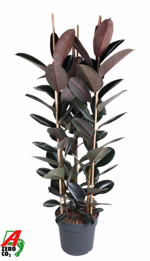 Ficus Elastica Abidjan 3PP P40 (NO GAP).