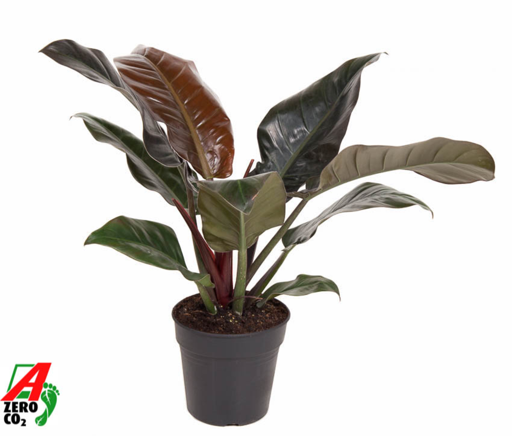 Philodendron Imperial Red P19.