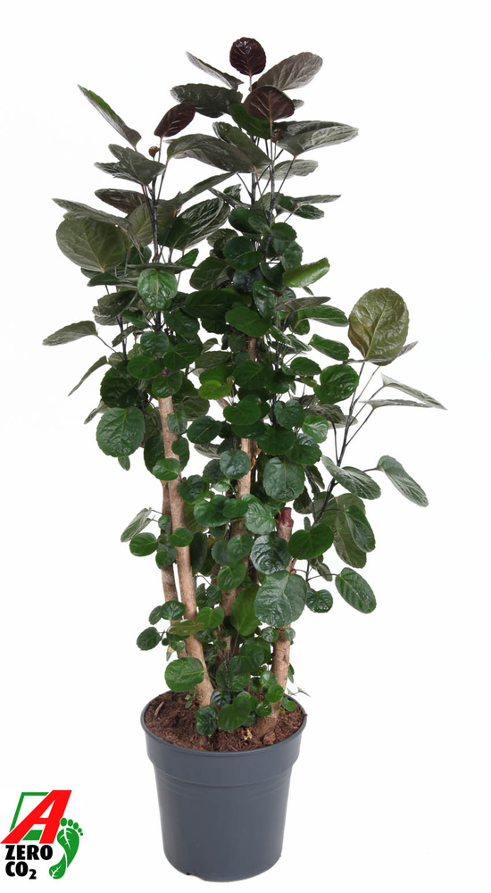 Polyscias Fabian vertakt P31.