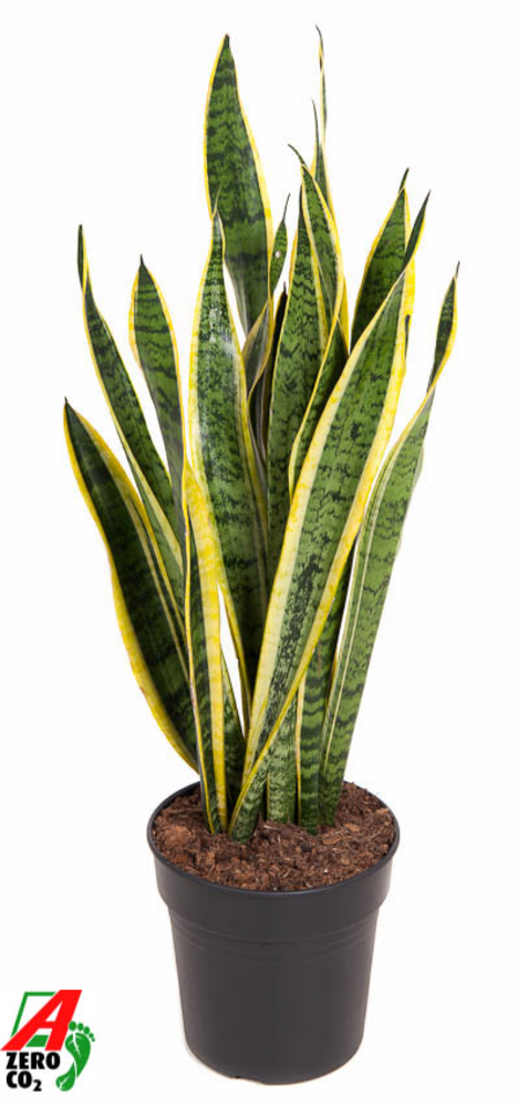 Sansevieria Laurentii P21.