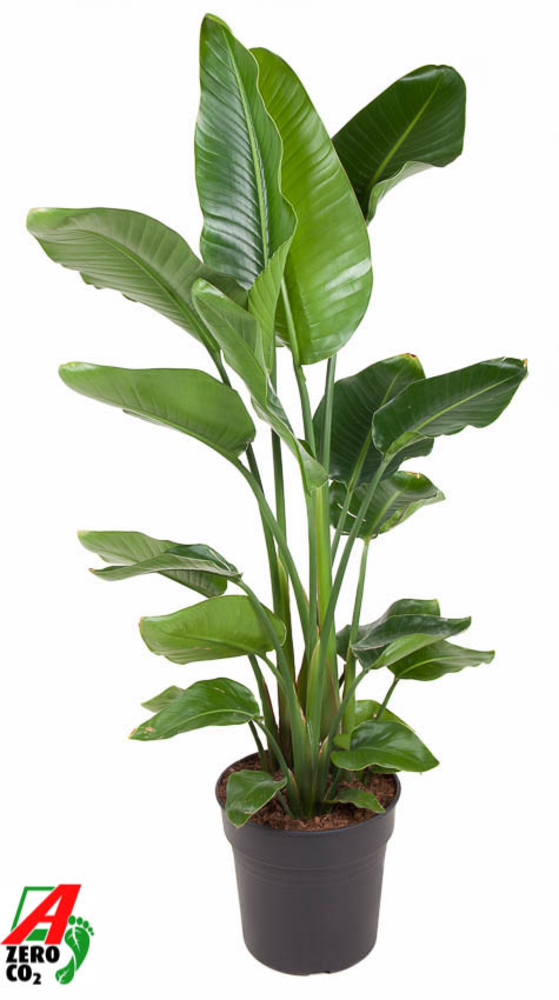 Strelitzia Nicolai P31(zonder bloem).