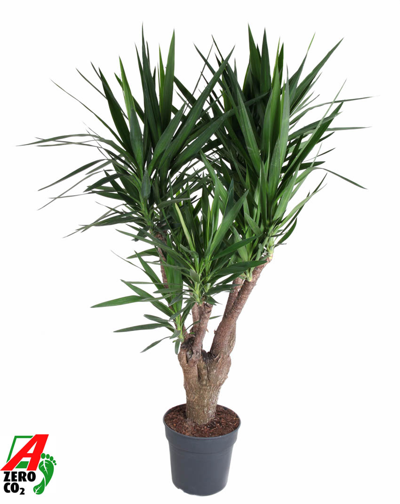Yucca vertakt 3-4 arm P34.