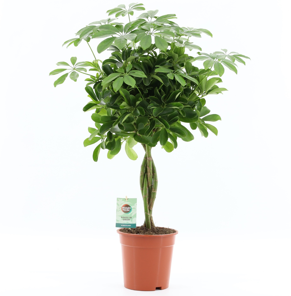 Schefflera arboricola 'Nora'.