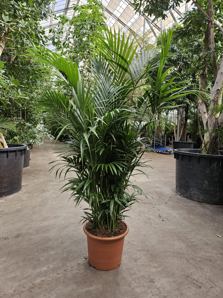 Howea forsteriana 15 per pot.