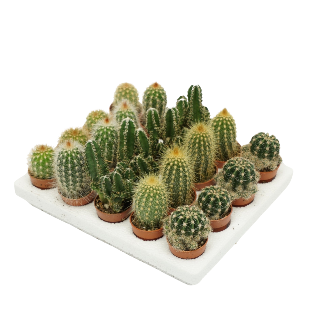 Cactus mini mix 3 cm.