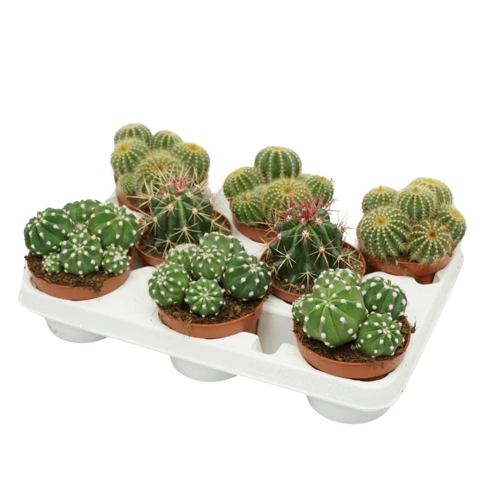 Bolcactus mix 10,5 cm in 8 gaats tray.