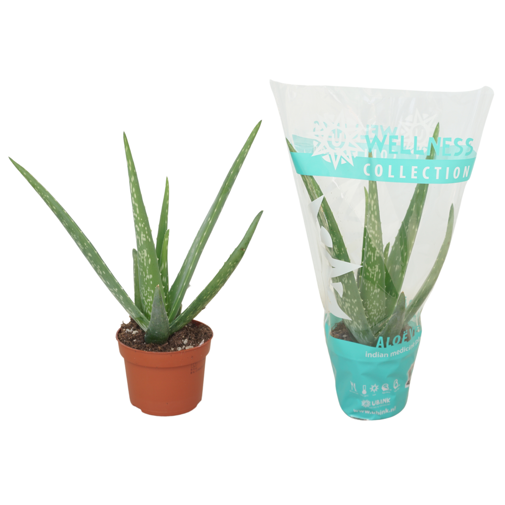 Aloë vera 10,5 cm in hoes.