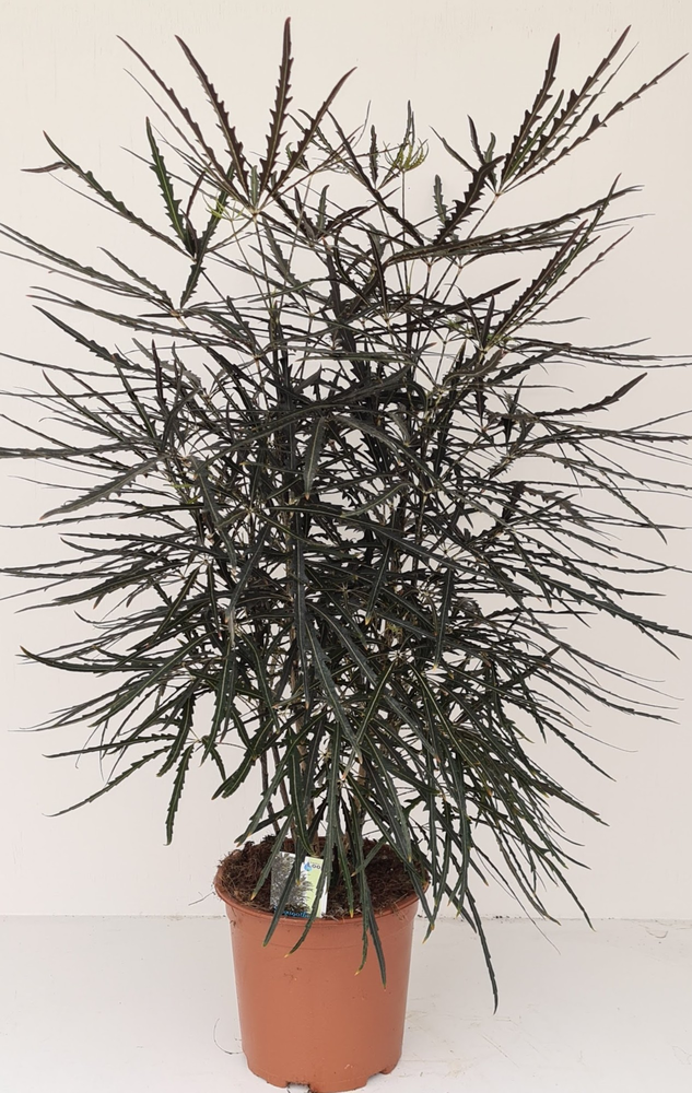 Dizygotheca elegantissima.