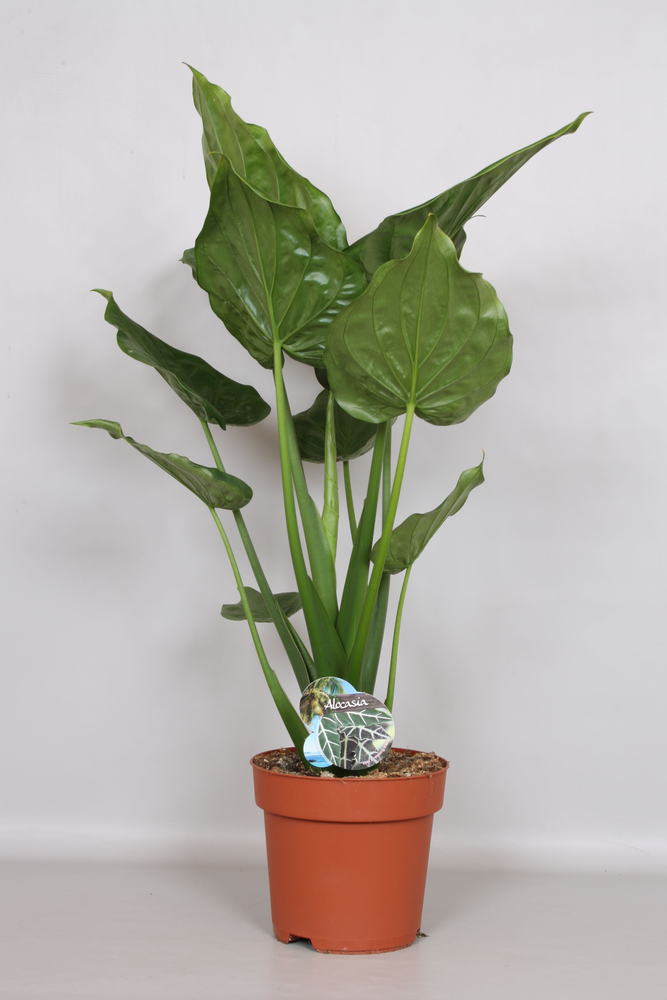 Alocasia Cucullata - Green4life.