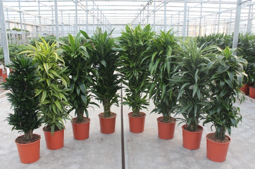 Dracaena fragrans mixkar 30.