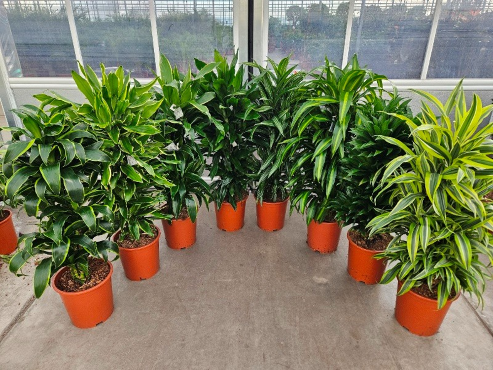 Dracaena fragrans Mixkar 27.