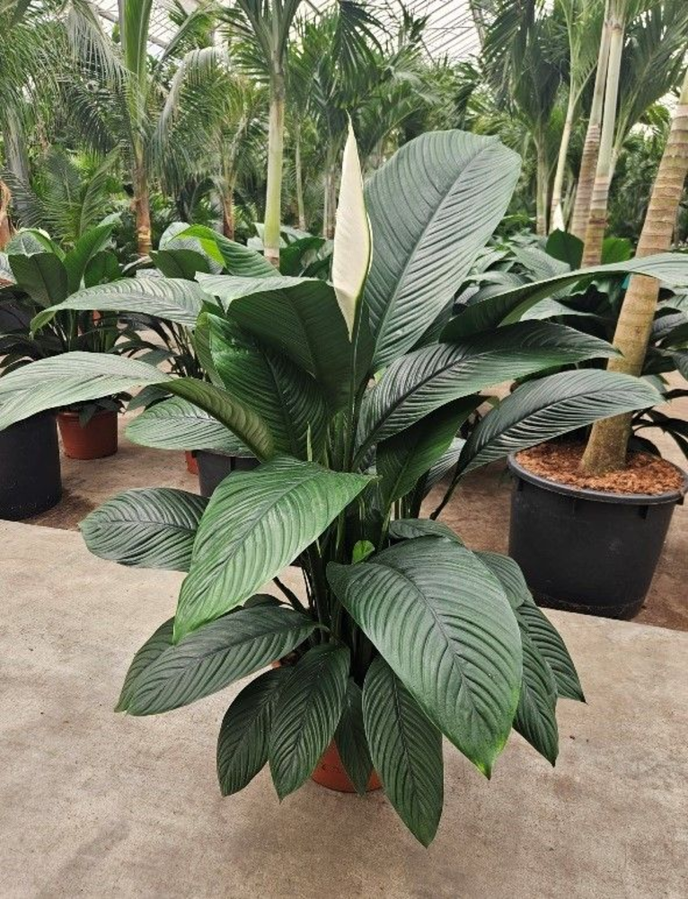 Spathiphyllum Sensation.