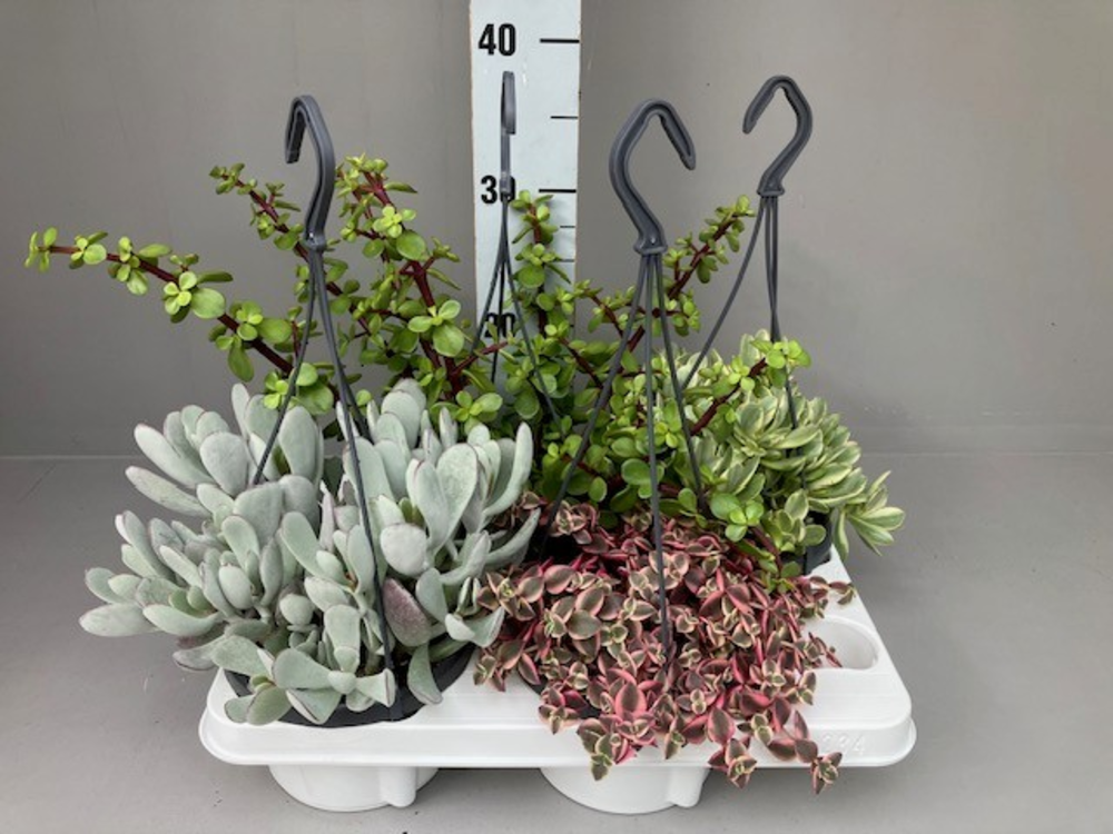 Succulenten 4 hangmix.