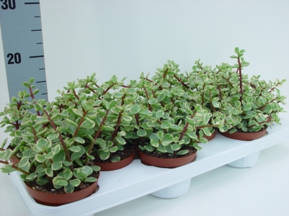 Portulacaria afra variegata.