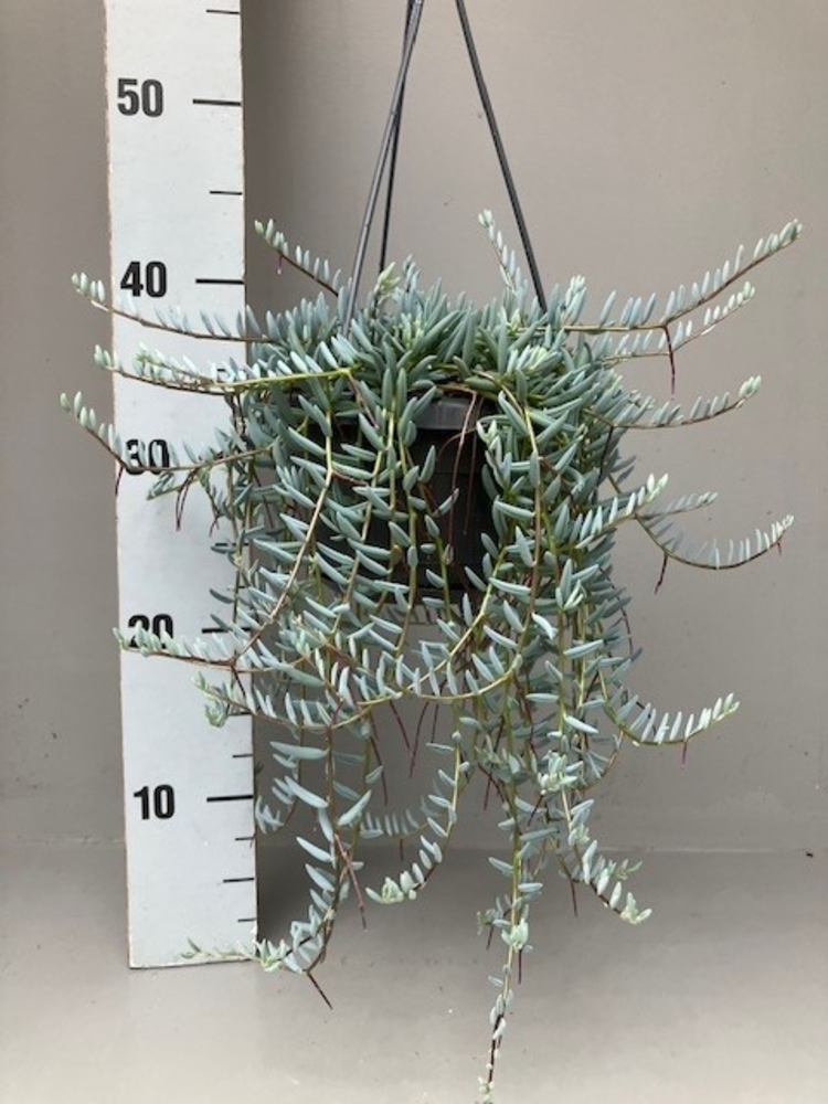 Senecio halianus.