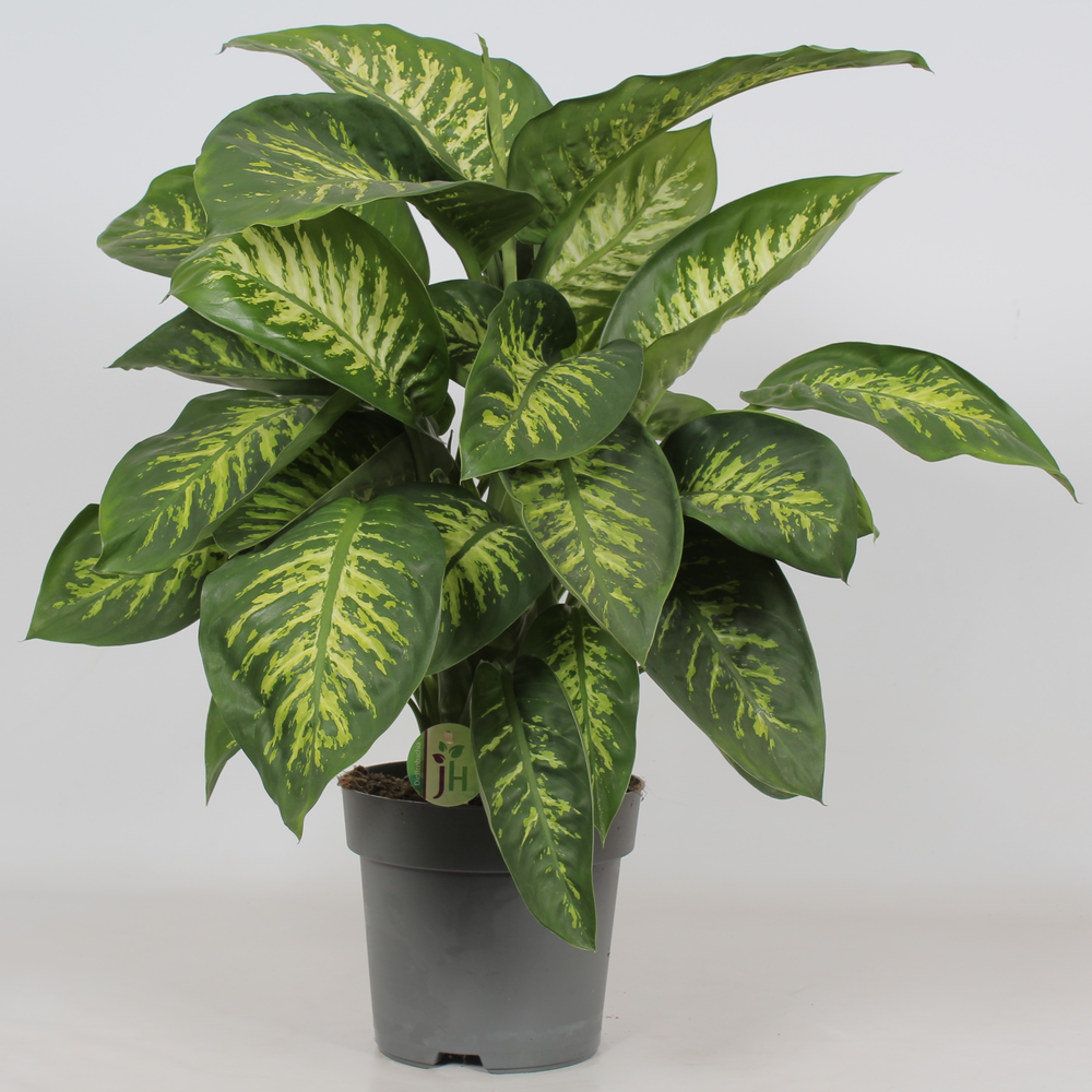 Dieffenbachia 'Reeva'.