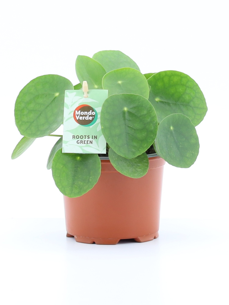 Pilea Peperomioides.