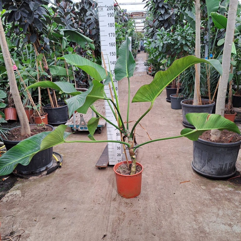 Philodendron Davidsonii 150.