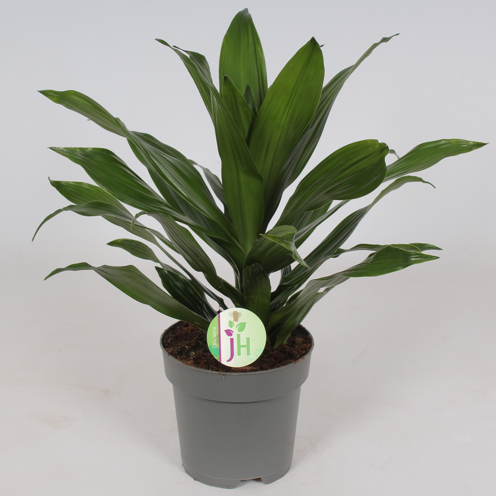 Dracaena 'Green Jewel'.