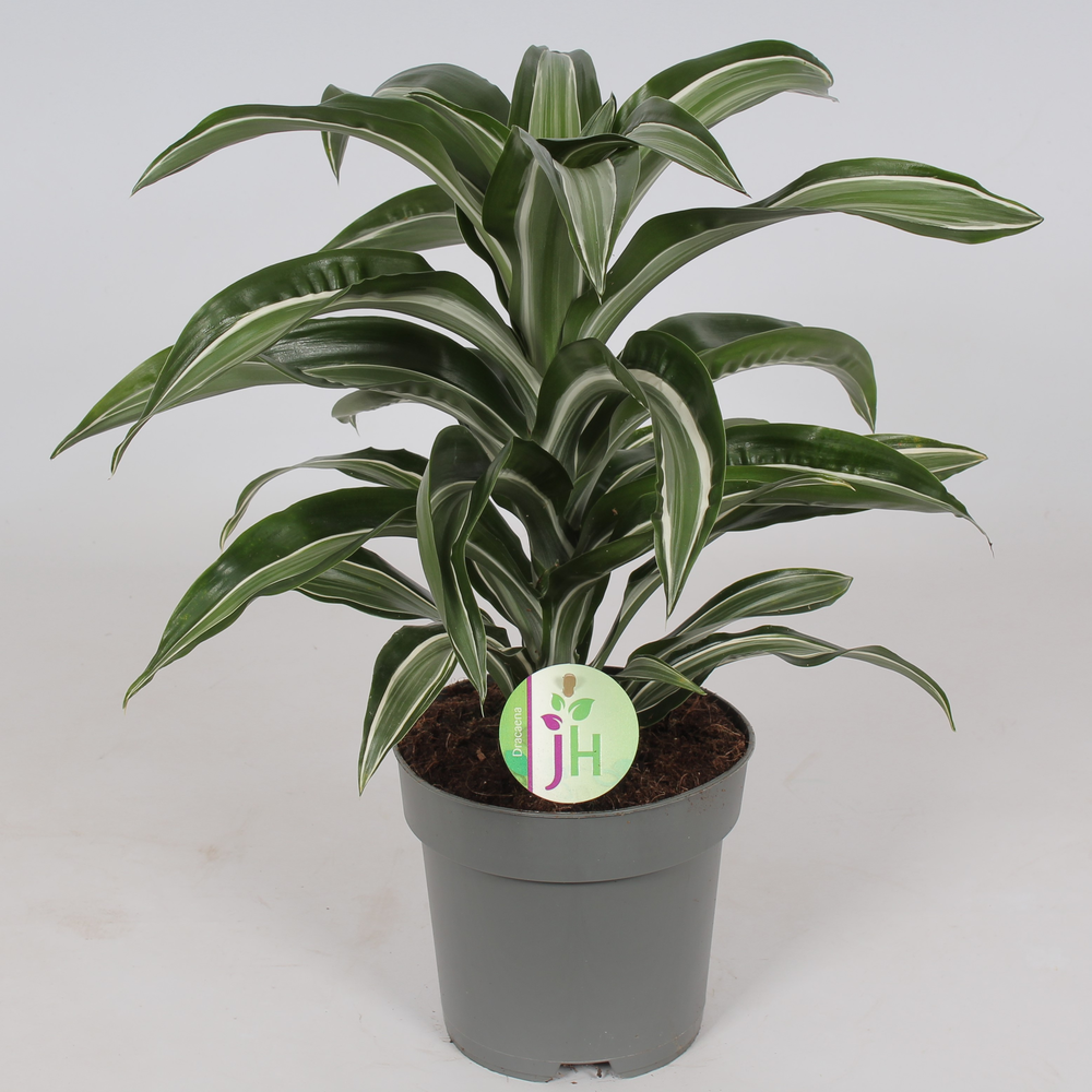 Dracaena 'Jade Jewel'.
